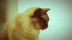 cat animated GIF